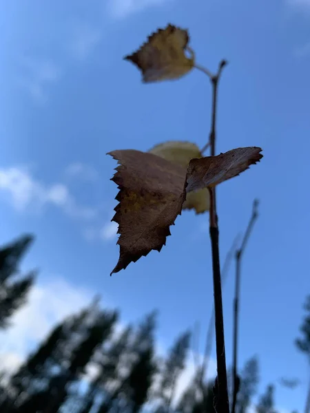 Closeup Shot Autumn Dry Leaf Blue Sky — Zdjęcie stockowe