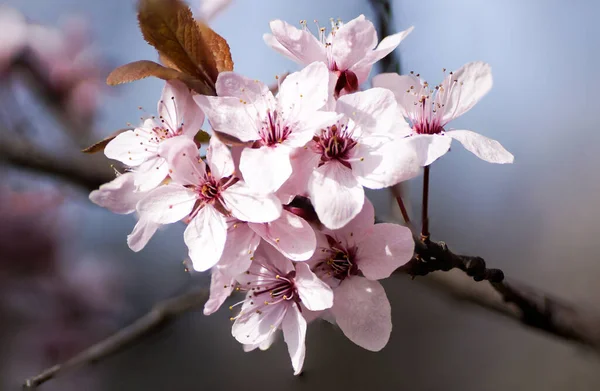 Beautiful Branches Pink Cherry Blossoms Garden — Photo