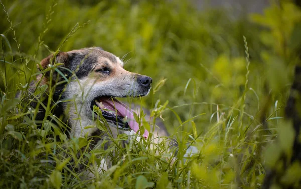 Closeup Shot Farm Dog Grasses — 图库照片