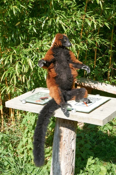 Close Cute Furry Lesser Panda Red Panda Small White Table — Stock Fotó