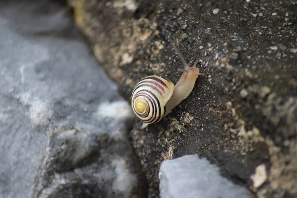 Close Shot Snail Stripes Daylight — ストック写真