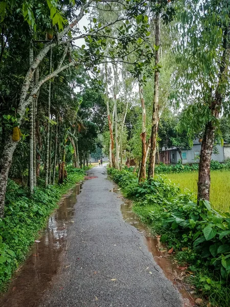 Vertical Shot Path Surrounded Greenery —  Fotos de Stock