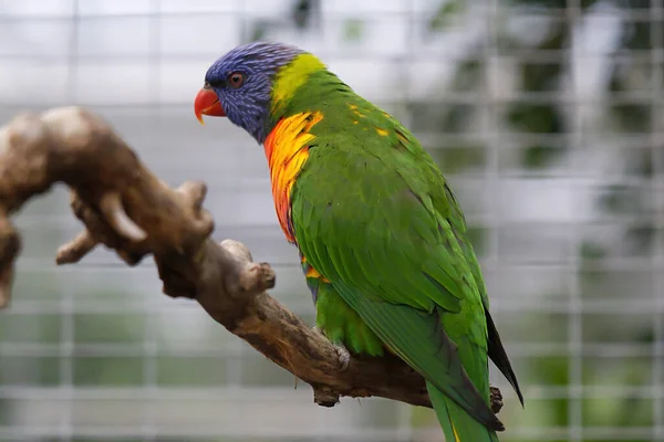 Colorful Coconut Lorikeet Perched Tree Branch — 图库照片