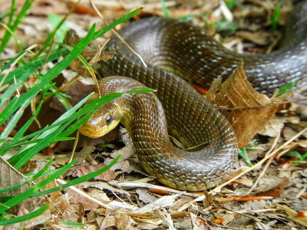 Close Shot Aesculapian Snake Ground Daylight — 스톡 사진