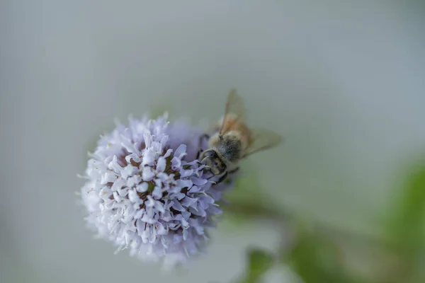 Selective Focus Bee Purple Flower — стоковое фото