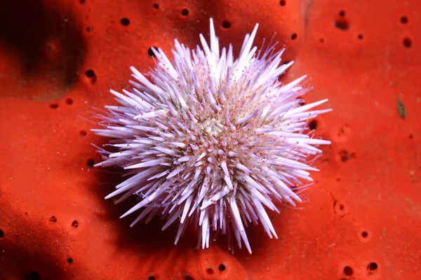 Purple Sea Urchin Red Sponge Monterey Bay National Marine Sanctuary — ストック写真
