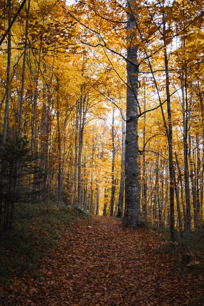 Autumn Trees Forest — ストック写真