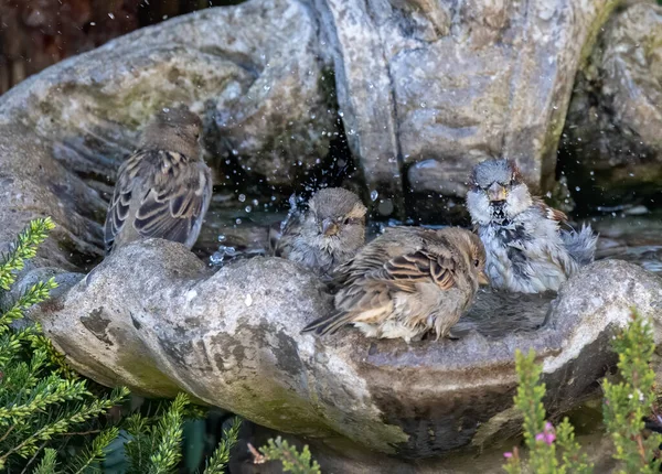 Closeup Shot Young Brown Sparrows Swimming Fountain — 스톡 사진