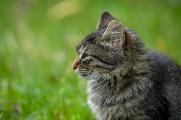 Soft Focus Gray Cat Fierce Look Green Blurry Grass — ストック写真