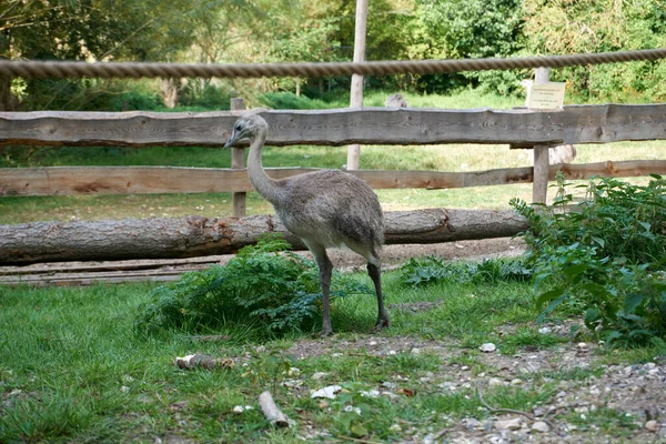 Bebê Canguru Wallaby Comer Grama Verde Lado Uma Cerca Madeira — Fotografia de Stock