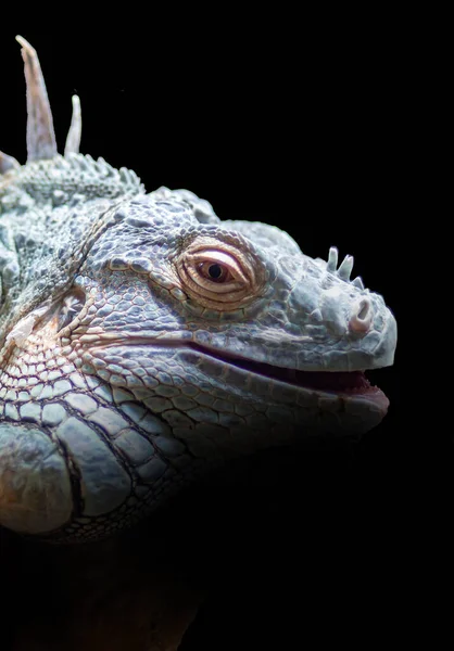 Closeup Shot Common Iguana — ストック写真