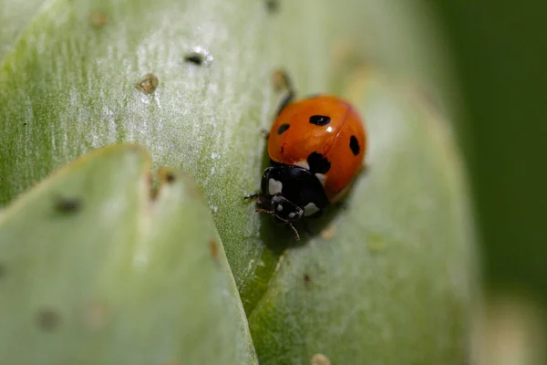 Macro Ladybug Artichoke — Stock Fotó