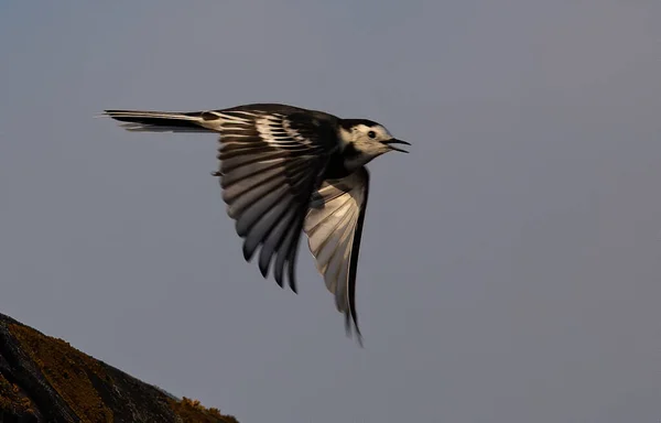 Flying Magpie Dark Blurry Sky — Fotografia de Stock
