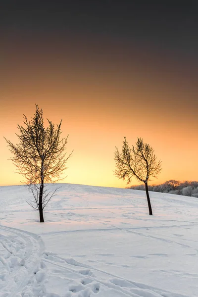 Vertical Shot Trees Winter Sunset Warm Colors Klaipeda Lithuania — Foto Stock