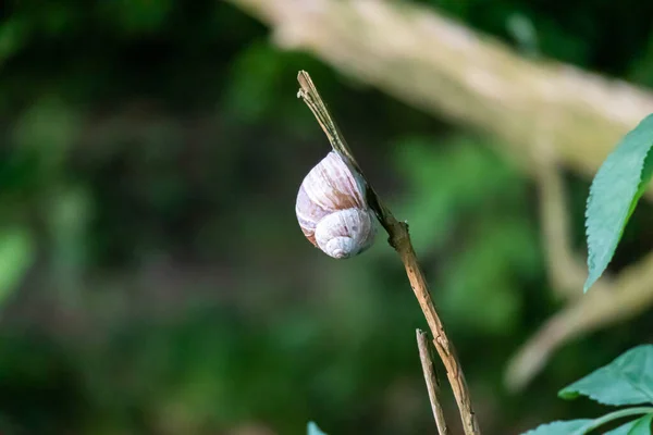 Closeup Snail Dead Branch — Stock fotografie