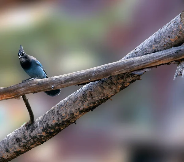 Beautiful Lovely Blue Steller Jay Long Crested Jay Perched Twig — Fotografia de Stock