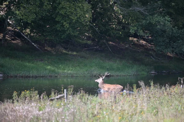Red Male Deer Crossing Semois River Forest — Stock Fotó