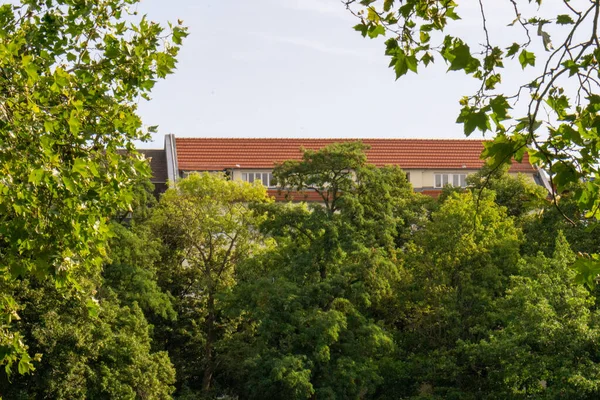 Green Trees House Sunny Day — 图库照片