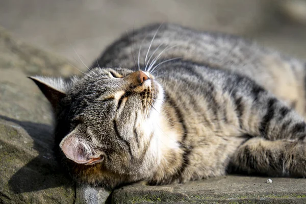 Closeup Shot Cute Fluffy Cat Outdoors Blurred Background — Stock Fotó