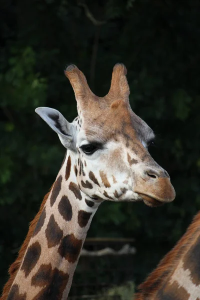 Вертикальний Знімок Жирафа Зоопарку — стокове фото