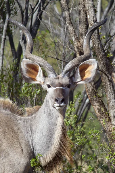 Vertical Shot Deer Jungle — Foto Stock