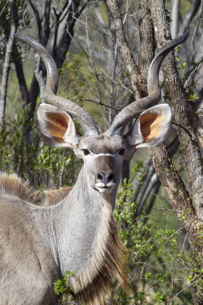 Vertical Shot Deer Jungle — ストック写真