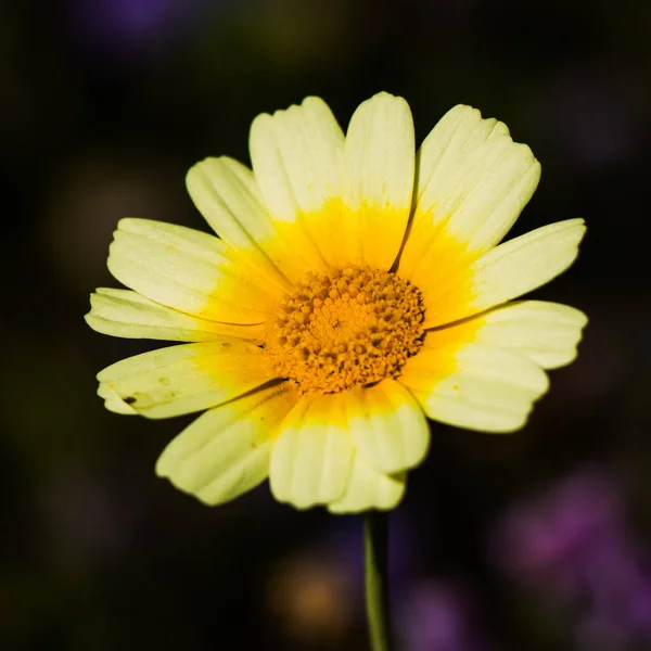 Square Close Shot Yellow Chrysanthemum Blurred Background — Zdjęcie stockowe