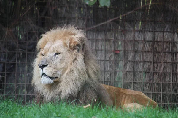 African Lion Lying Grass Zoo — стоковое фото