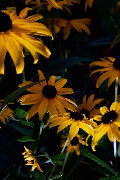 Closeup Black Eyed Susan Flower — стоковое фото