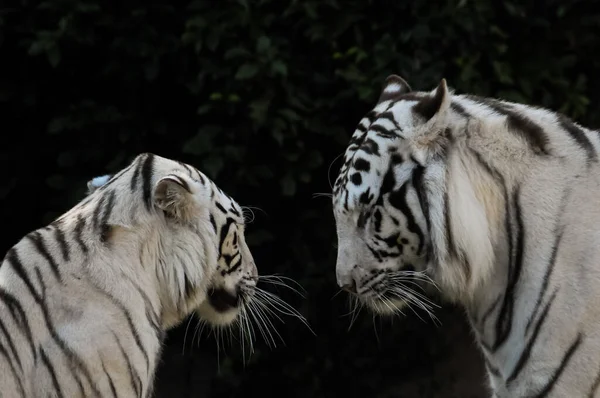 Side Profile Portrait White Bleached Tigers Panthera Tigris Tigris Var — Stock Photo, Image