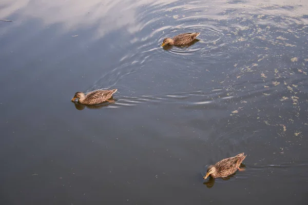 Group Female Mallard Ducks Pond — Foto Stock