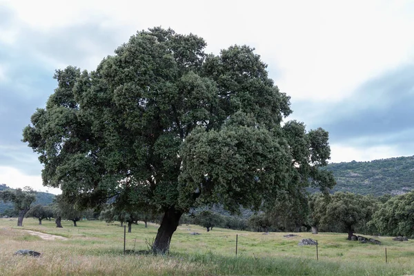 Holm Oak Isolated Natural Background Meadow — Stockfoto