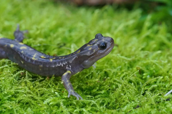 Closeup Rare Endangered Gorgan Mountain Salamander Paradactylodon Gorganensis Ongreen Moss — Stock Photo, Image