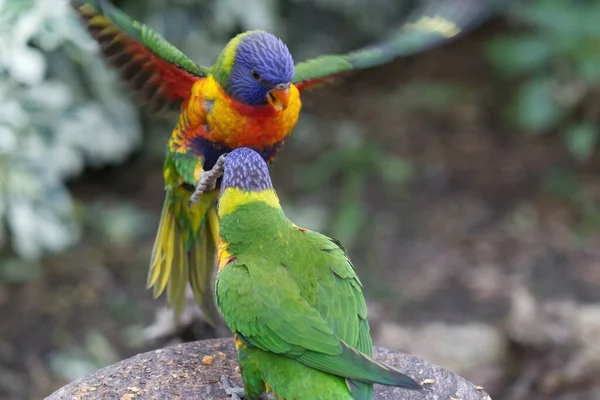 Couple Cute Green Naped Lorikeet Parrots — Photo