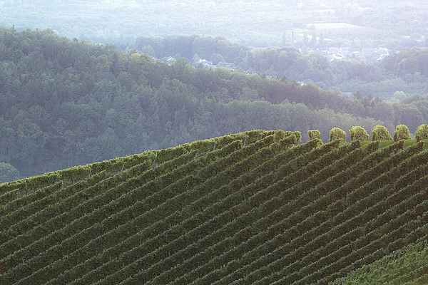 Beautiful View Green Vineyards — Fotografia de Stock