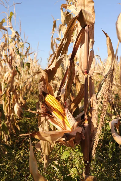 Golden Yellow Corn Cobs Ready Harvested Field — Stockfoto