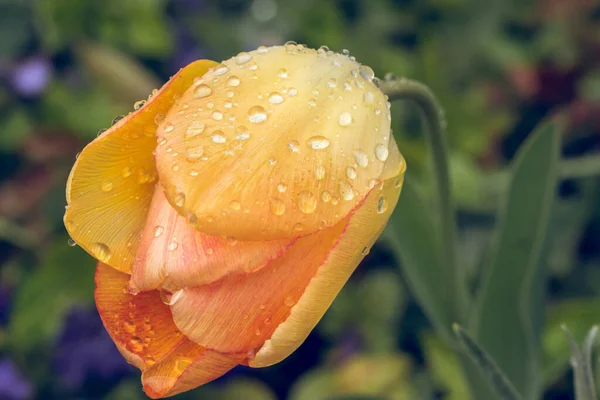 Closeup Shot Beautiful Yellow Tulip Raindrops — Stock Photo, Image