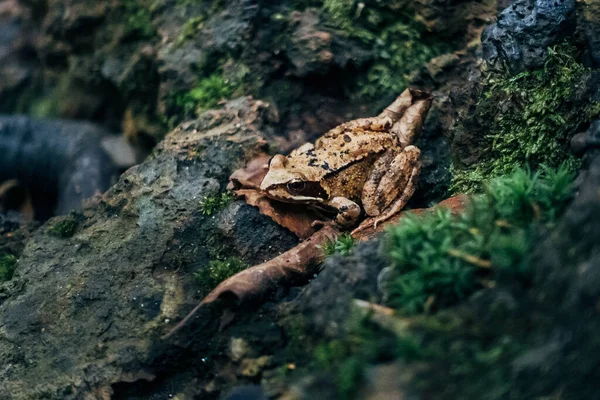 High Angle Shot Frog Sitting Stone — Zdjęcie stockowe