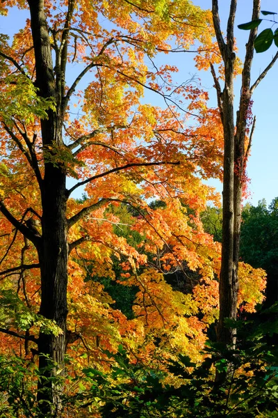 Beautiful Shot Forest Park Springfield Massachusetts — стокове фото