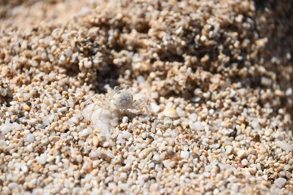 Small Ghost Crab Beach Sand Ena Point Oahu Hawaii — Foto de Stock