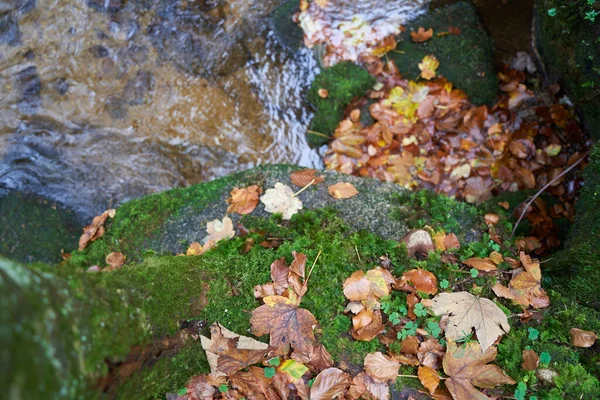 Scenic View Autumn Leaves Fallen Ground — Stok fotoğraf