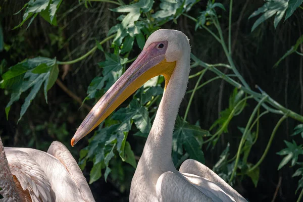 Selective Pink Backed Pelican Pelecanus Rufescens Green Park — стокове фото