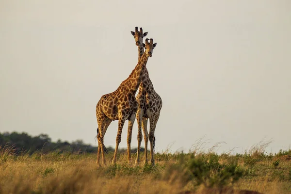 Two Cute Giraffe South Africa — стокове фото
