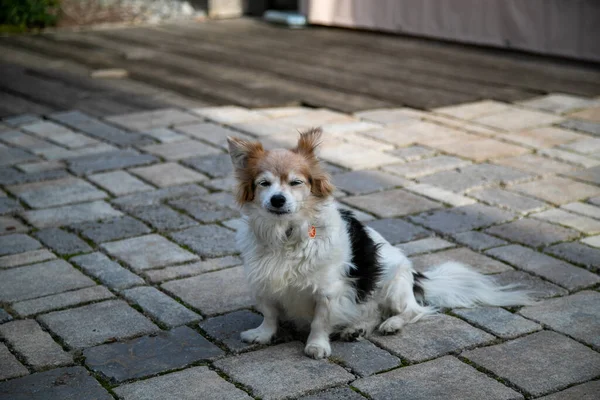 Beautiful Shot Cute Tired Welsh Corgi Dog Stone Ground — стокове фото