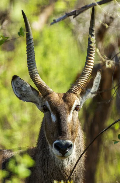 Vertical Shot Deer Jungle — 图库照片