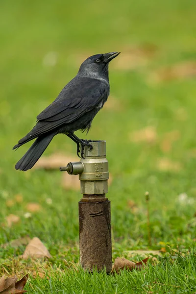 Vertical Shot Crow Perched Metal Surface Park — Foto de Stock