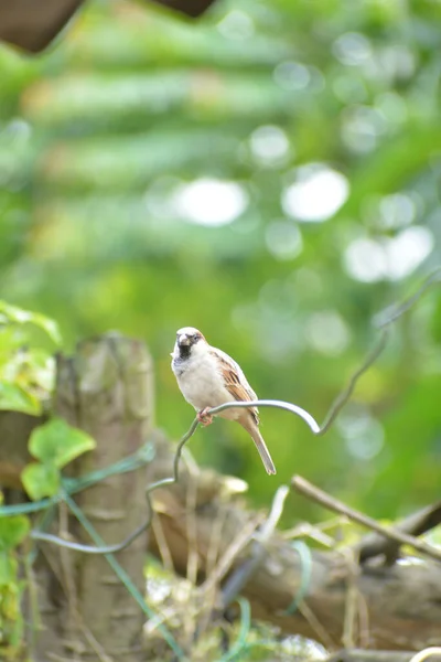 Tiro Foco Raso Pardal Listrado Branco Marrom Sentado Fio Natureza — Fotografia de Stock