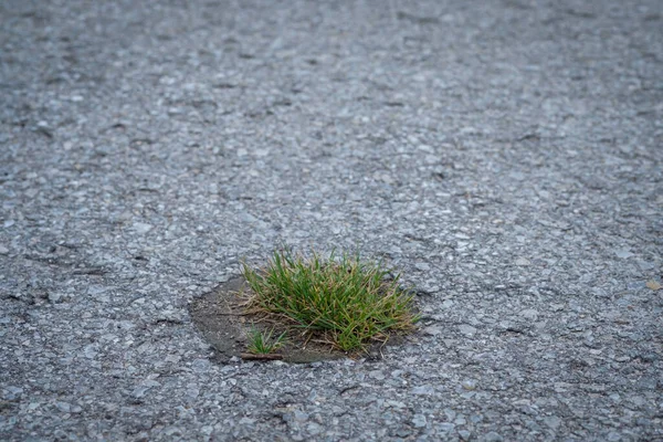 Close Green Grass Growing Asphalted Road — Photo