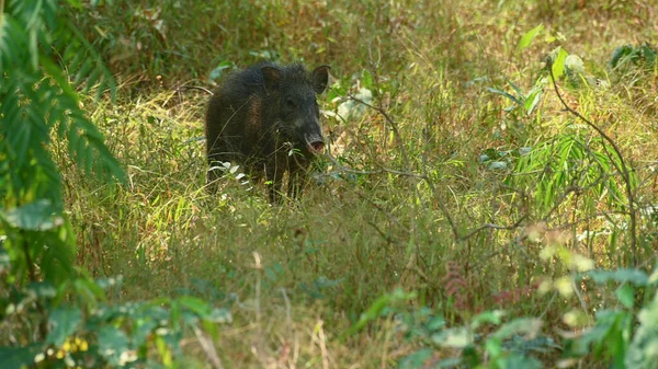 Captured Hot Summer Day Middle Grass Wild Boar Sus Scrofa — Foto de Stock