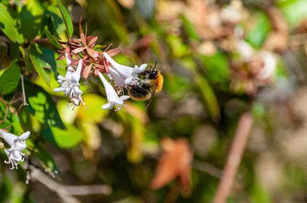 Closeup Shot Bumblebee Sitting Flower Collecting Nectar — 图库照片